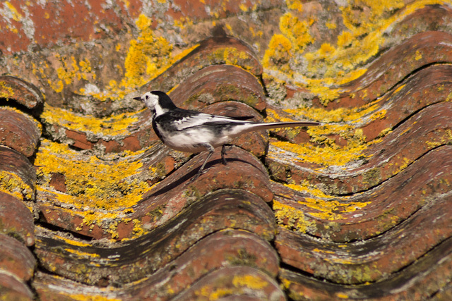 Pied Wagtail #06