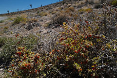 Melicytus alpinus, Porcupine schrub, Death Valley USA L1020053