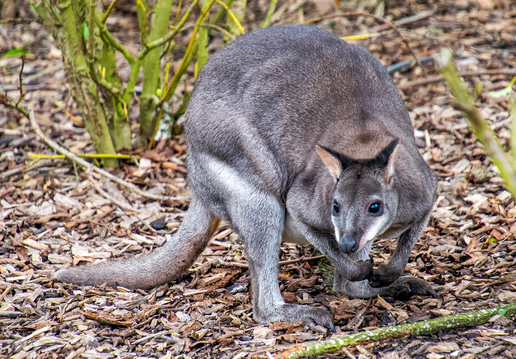 Dusky pademelon