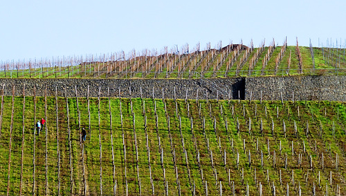 Weinberge bei Bachem