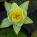 20210909 2825CPw [D~LIP] Seerose (Nymphaea), Bad Salzuflen