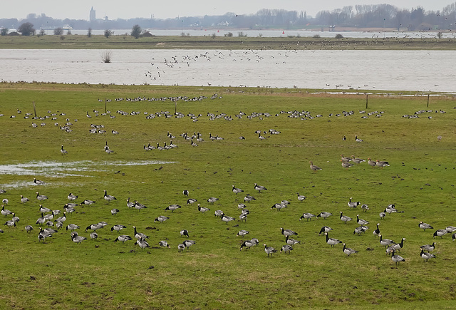 Brandganzen in het Munnikenland