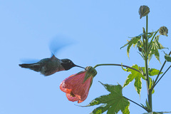 Hummingbird visting our backyard