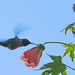 Hummingbird visting our backyard