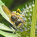 20230722 2869CPw [D~LIP] Mannstreu, Bienenwolf (Philanthus triangulum), Gnitze (Ceratopogonidae agg), BS
