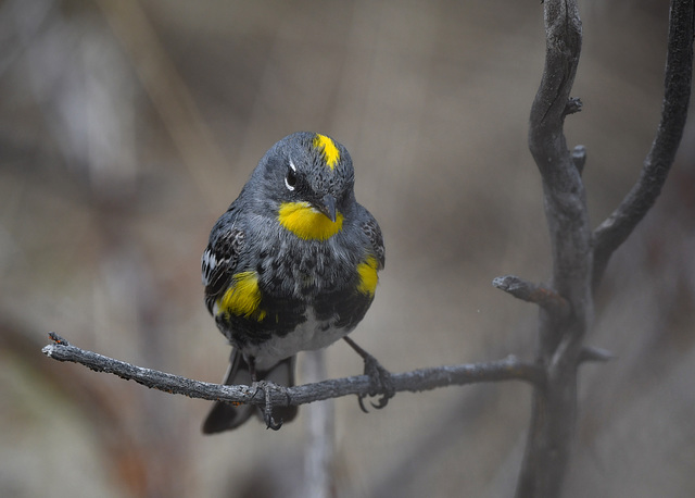 Audubon's Yellow-rumped Warbler