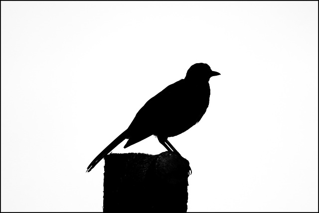 Kontrast-Amsel