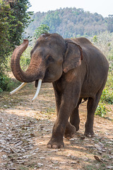 Spaziergang mit Elefant (© Buelipix) Spaziergang mit Elefant (© Buelipix)