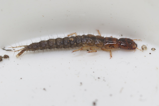 EF7A0489Beetlelarva