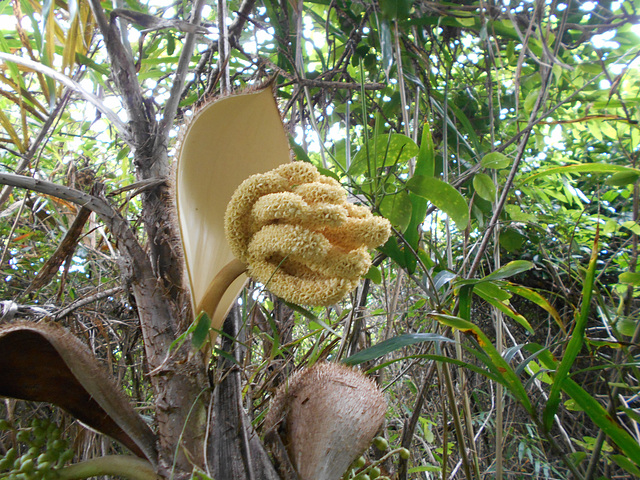 DSCN1450 - flor de tucum Bactris setosa, Arecaceae