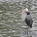 Great Blue Herons