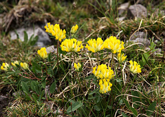 Alpen-Wundklee