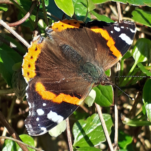 Red Admiral