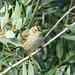 White-crowned Sparrow juvenile