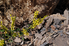 Melilotus officinalis, Grand Canyon USA L1010436