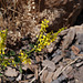 Melilotus officinalis, Grand Canyon USA L1010436