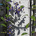 20210909 2826CPw [D~LIP] Waldrebe (Clematis SoMany Blue Flowers), Bad Salzuflen