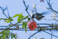 Hummingbird visting our backyard