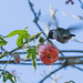 Hummingbird visting our backyard