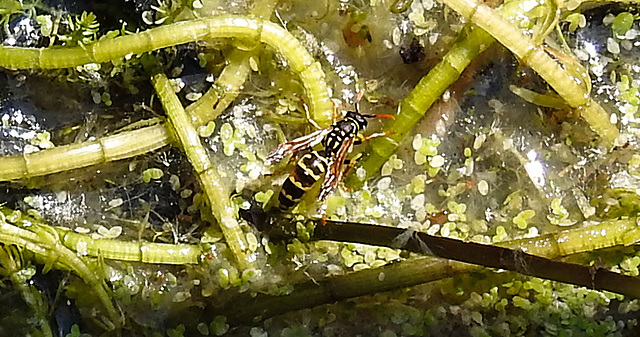 20230605 0633CPw [D~LIP] Haus-Feldwespe (Polistes dominula), Bad Salzuflen