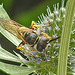 20230722 2870CPw [D~LIP] Mannstreu, Bienenwolf (Philanthus triangulum), Gnitze (Ceratopogonidae agg), BS