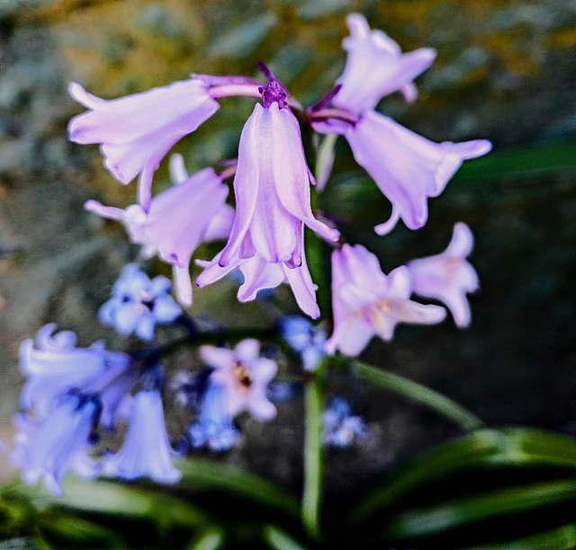 Purple Bluebells.