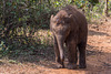 Baby Elephant Walk ... P.i.P. (© Buelipix)