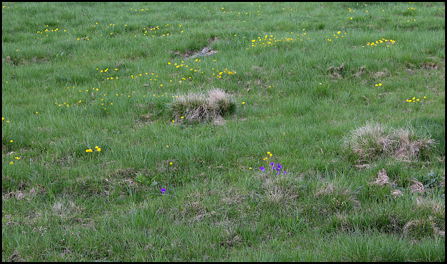 Prairie subalpine à Ranunculus auricomus et Viola lutea