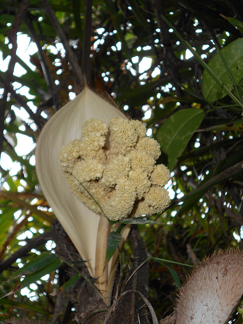 DSCN1451 - flor de tucum Bactris setosa, Arecaceae