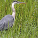 Great Blue Herons