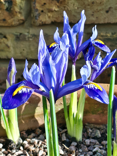 Iris reticulata 'Harmony'