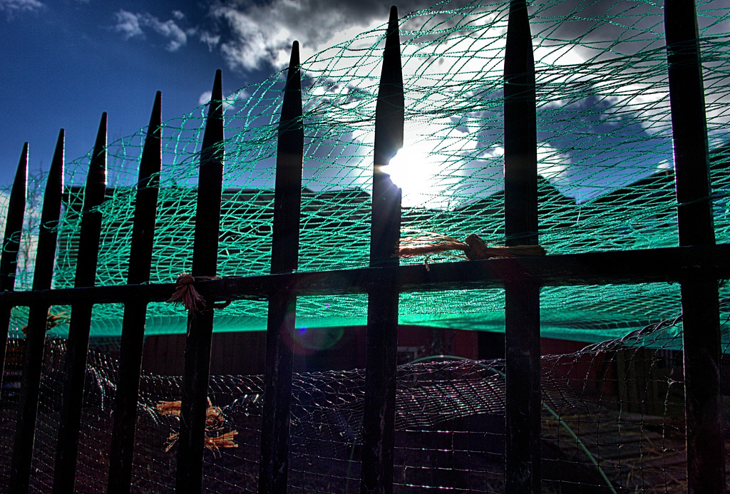 Fencing and Netting For The Ducks and Chucks