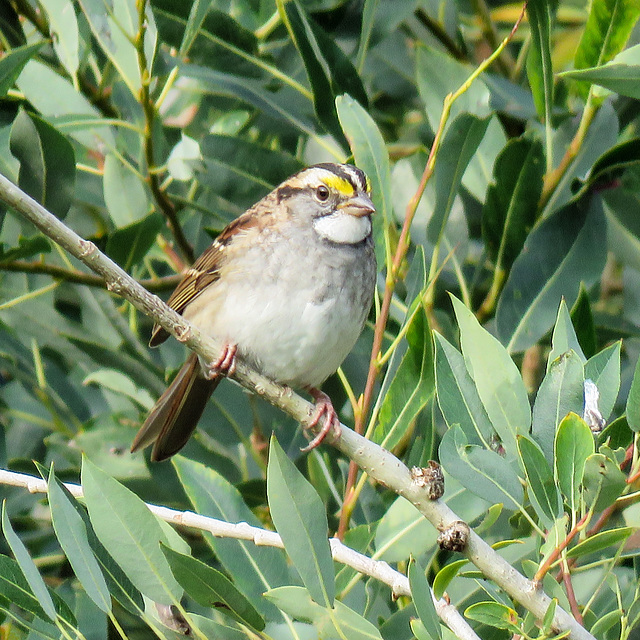 White-throated Sparrow