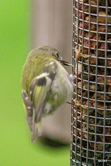 Some claim Goldcrests are exclusively insectivores, these images prove otherwise...