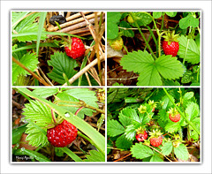 Fresas en tiempo de cerezas