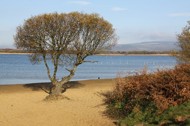 Kenfig Pool