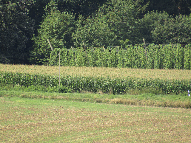 Feld, Wald, Wiese, Hopfen