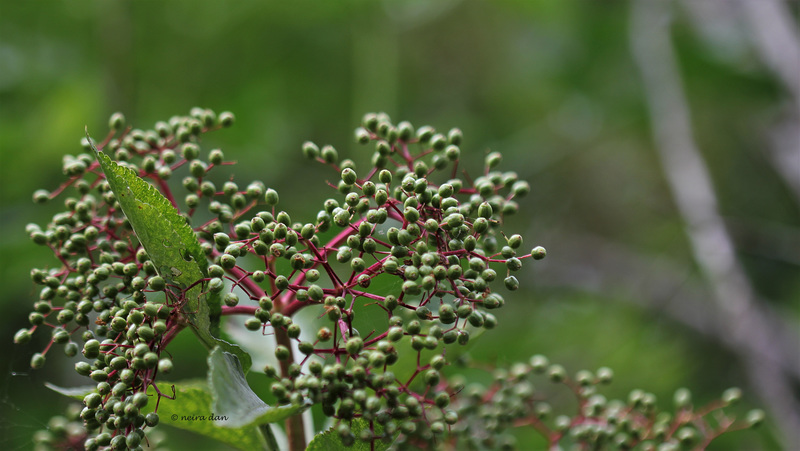 Sureau du moment - Sambucus nigra