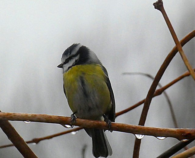 In the rain