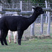 Lama (ou Alpaga)