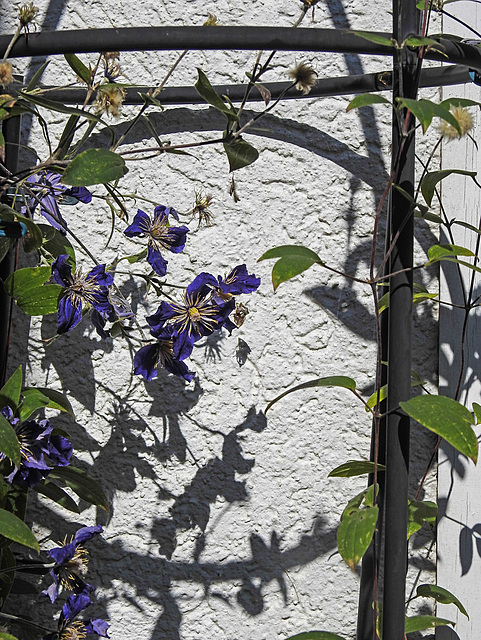 20210909 2827CPw [D~LIP] Waldrebe (Clematis SoMany Blue Flowers), Bad Salzuflen