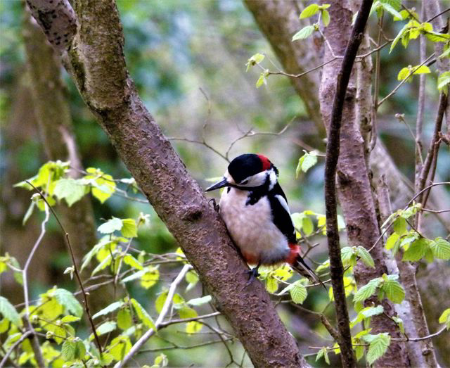 A Great Spotted Woodpecker in Swell Woods, Somerset, UK.