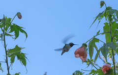 Hummingbird visting our backyard