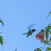 Hummingbird visting our backyard