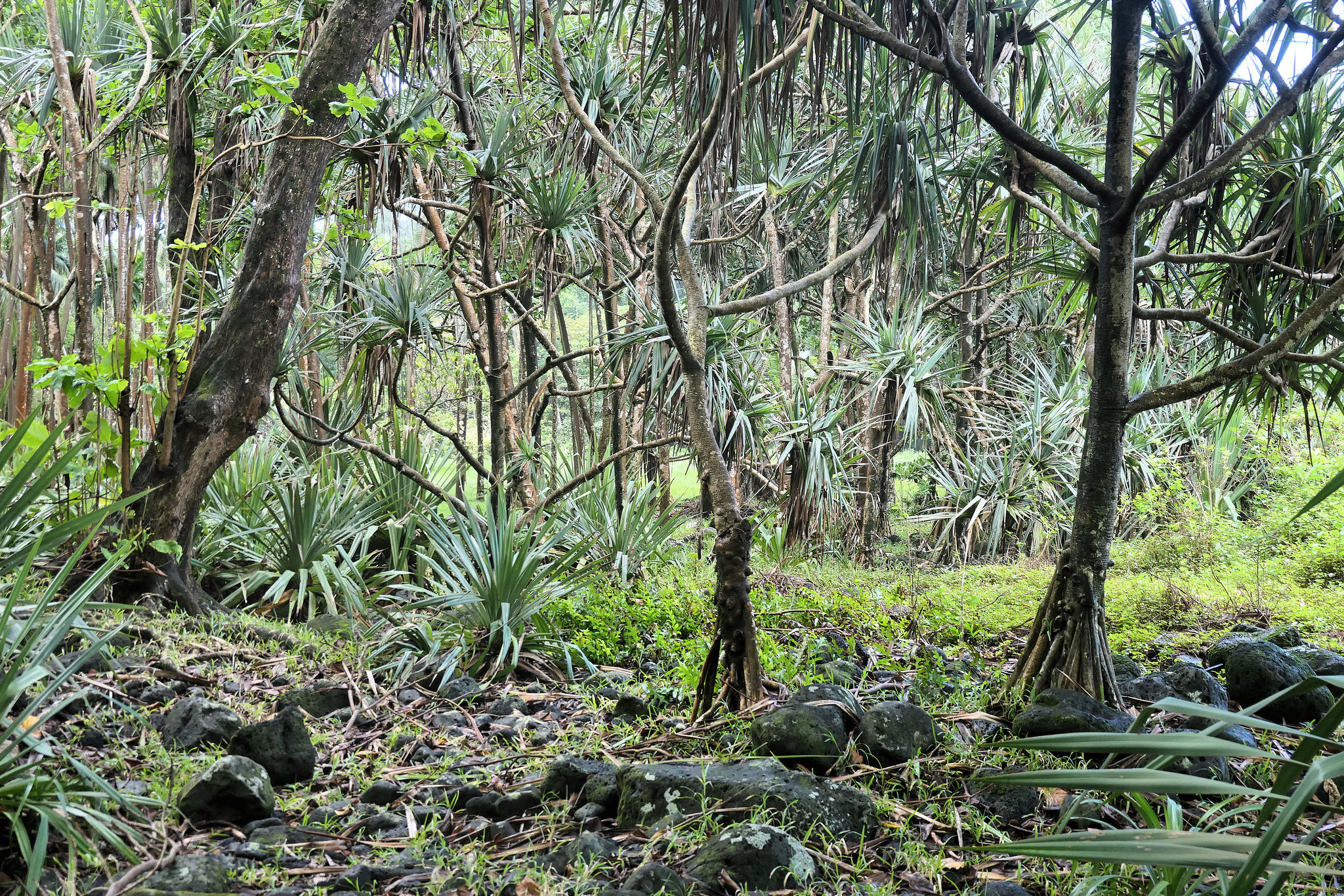 Sainte-Rose (974, Ile de la Réunion). Anse des Cascades. 10 mars 2024.