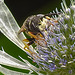 20230722 2875CPw [D~LIP] Mannstreu, Bienenwolf (Philanthus triangulum), BS