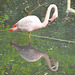 Flamand rose prise par mon fils************