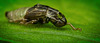 So sieht ein Auffahrunfall mit Fahrerflucht in der Natur aus :)) This is what a rear-end collision with a hit-and-run driver looks like in nature  :)) Voilà à quoi ressemble une collision arrière avec un conducteur qui prend la fuite dans la nature  :)