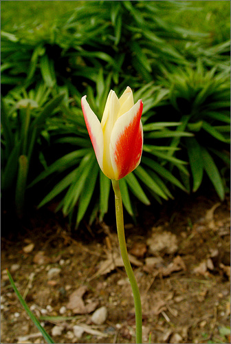 The Tulip at the Street Corner