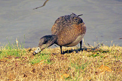 American Widgeon